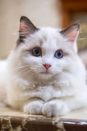 Gato ragdoll - Foto 4