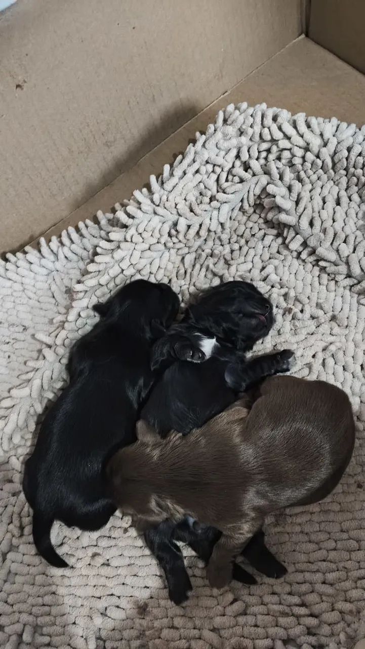Filhotes da raça Morkie (Yorkshire com Maltês)  - Foto 3