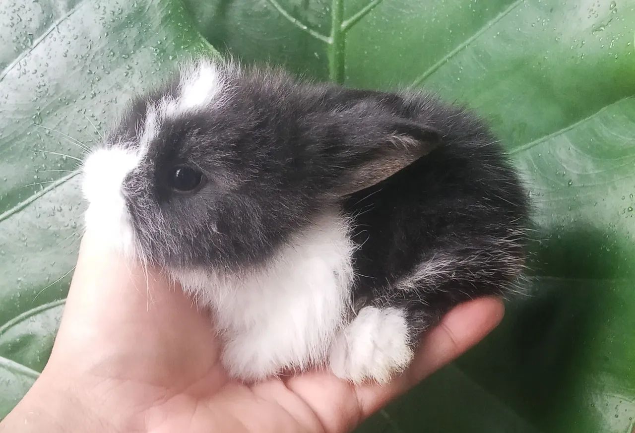 Coelho angora  - Foto 5