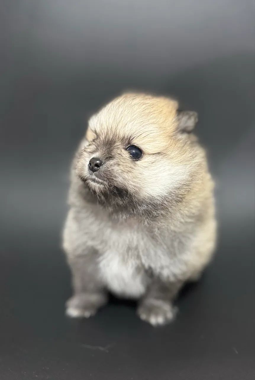 Lulu da pomerania  - Foto 3