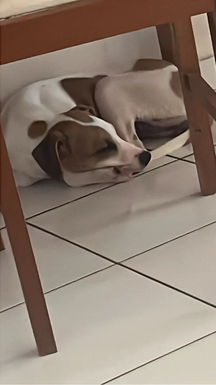 Doa-se cachorra