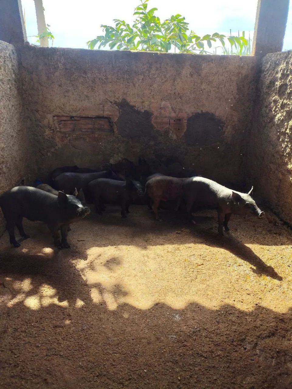 Suínos - Foto 3