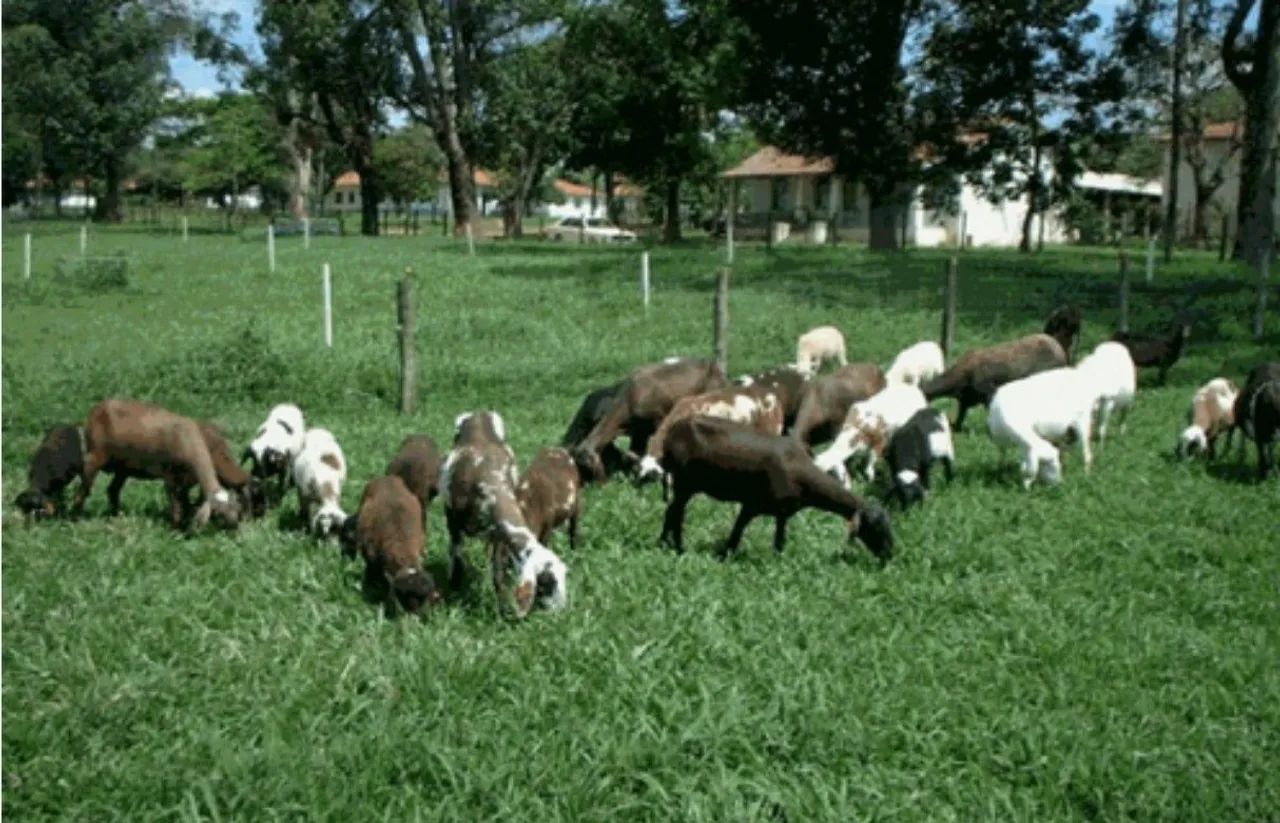 Carneiros a venda no peso