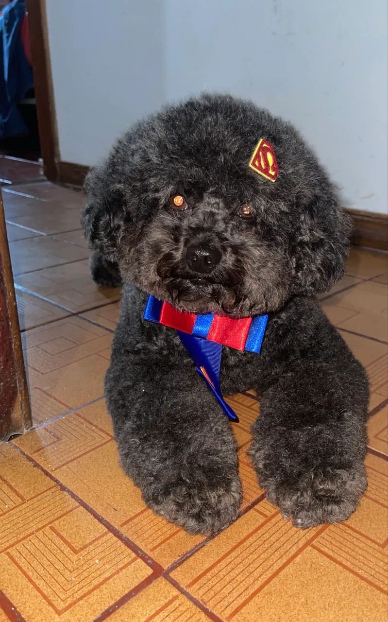 DOAÇÃO RESPONSÁVEL POODLE MACHO - Foto 2