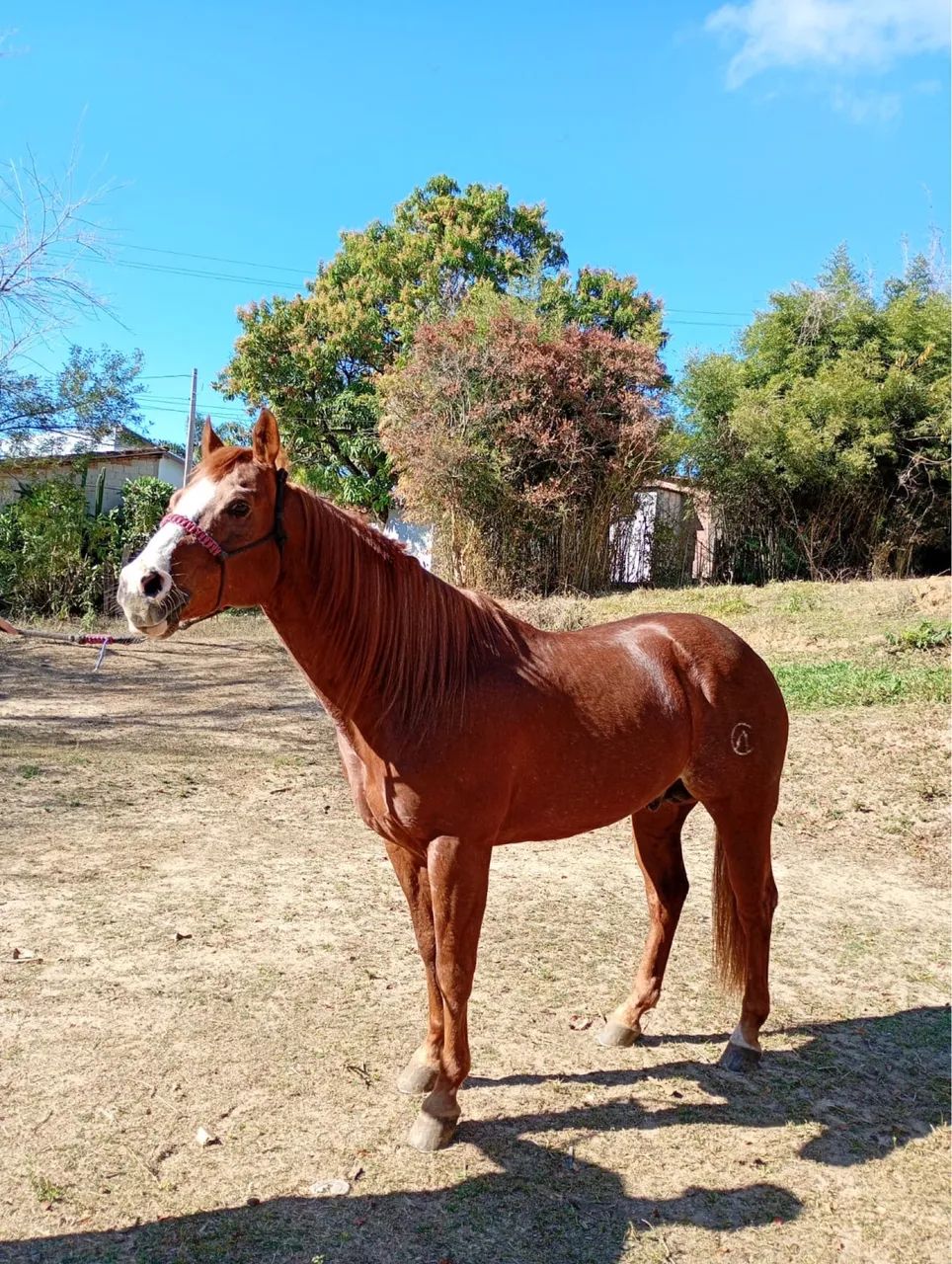 Cavalo quarto de milha  - Foto 5