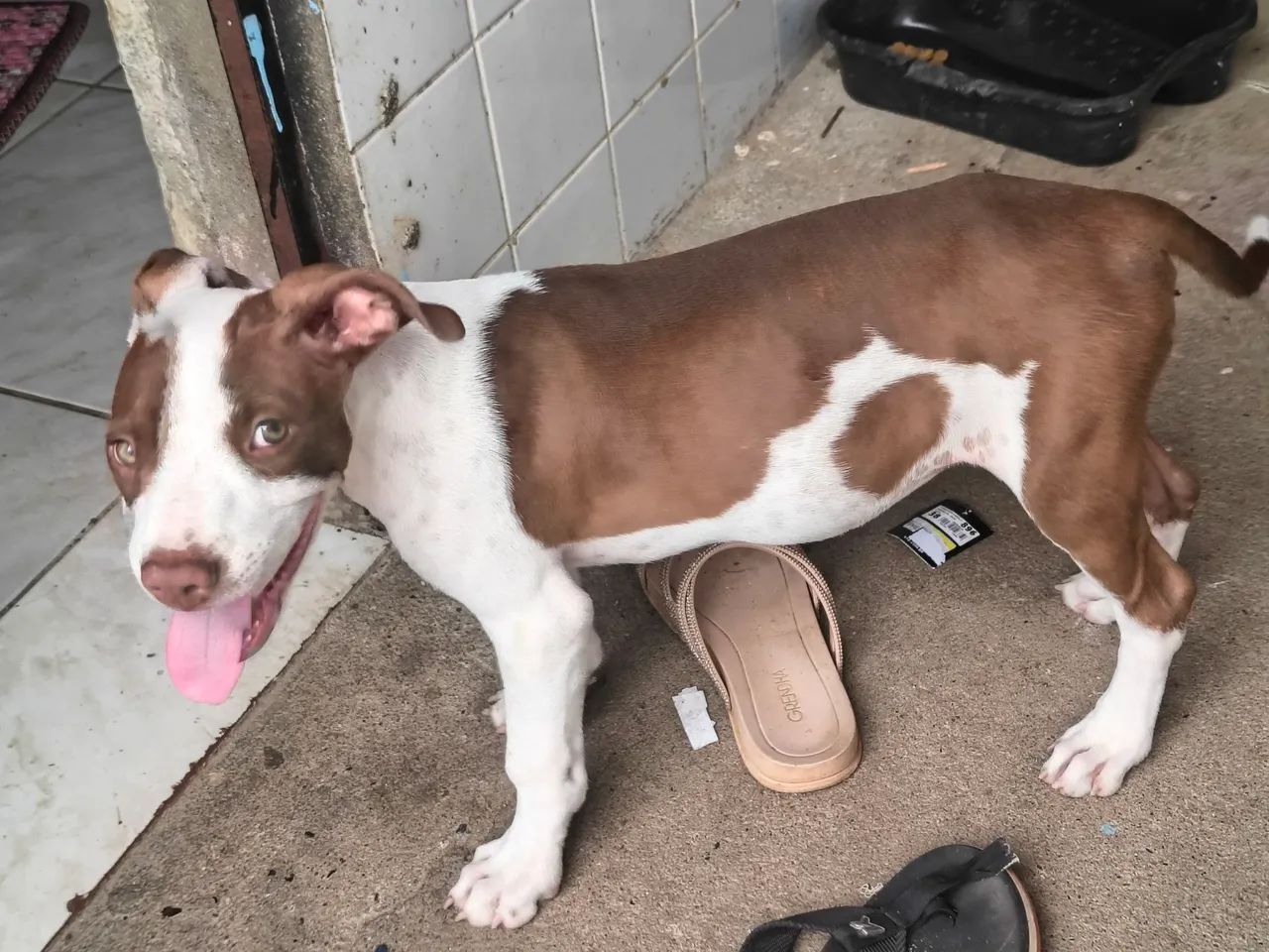 Vende-se um Pitbull  - Foto 2