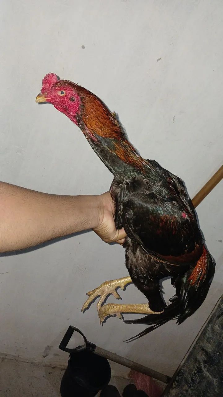 Franguinho carioca
