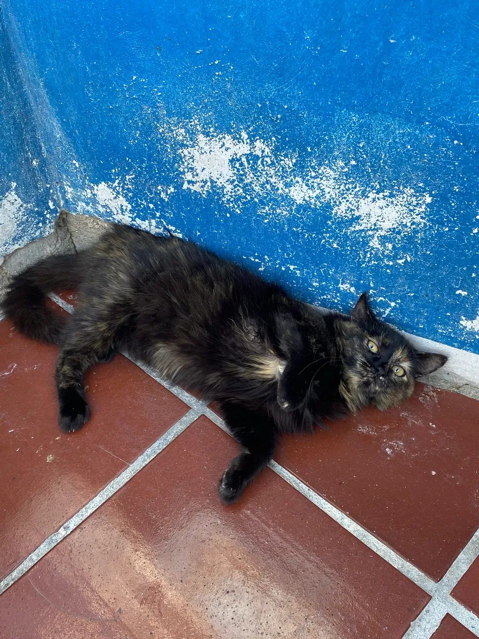 Doação responsável  - Foto 5