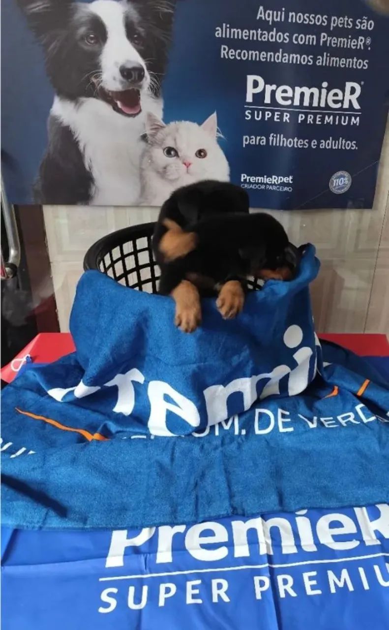 Rottweiler  - Foto 2