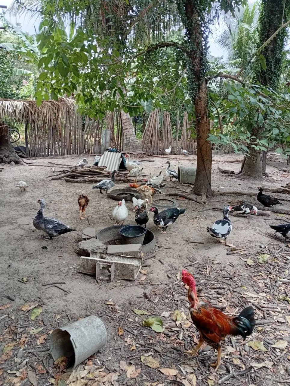 Venda de Patos  - Foto 2