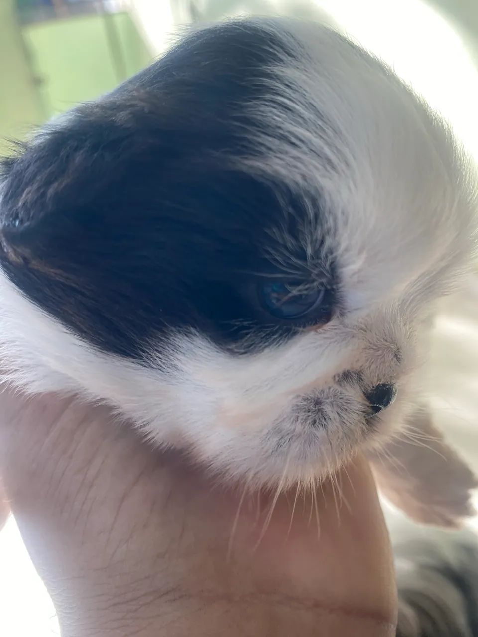 Cachorro  - Foto 2