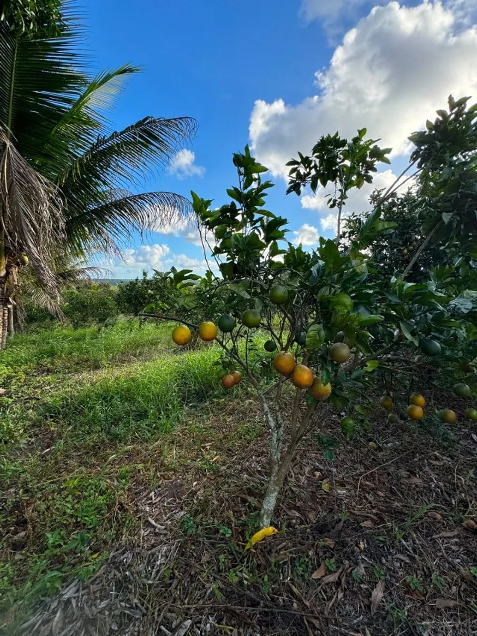 SITIO NO POVOADO FUNDÃO  - Foto 2