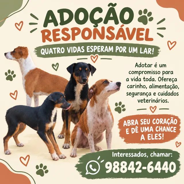 Adoção responsável  - Foto 4