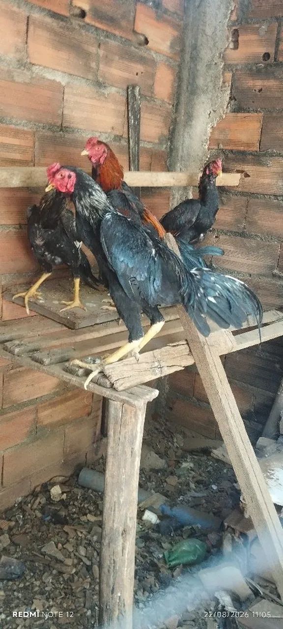 Frangos mura. - Foto 4