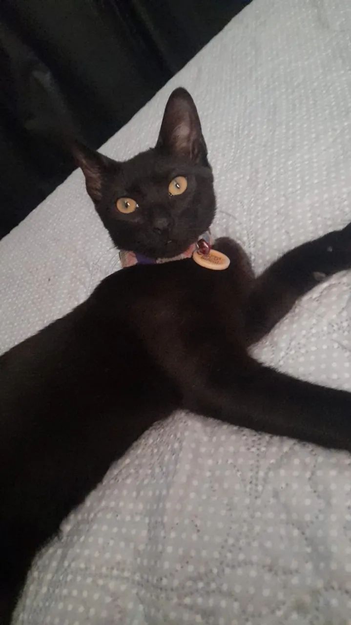Doação de gato macho  - Foto 3