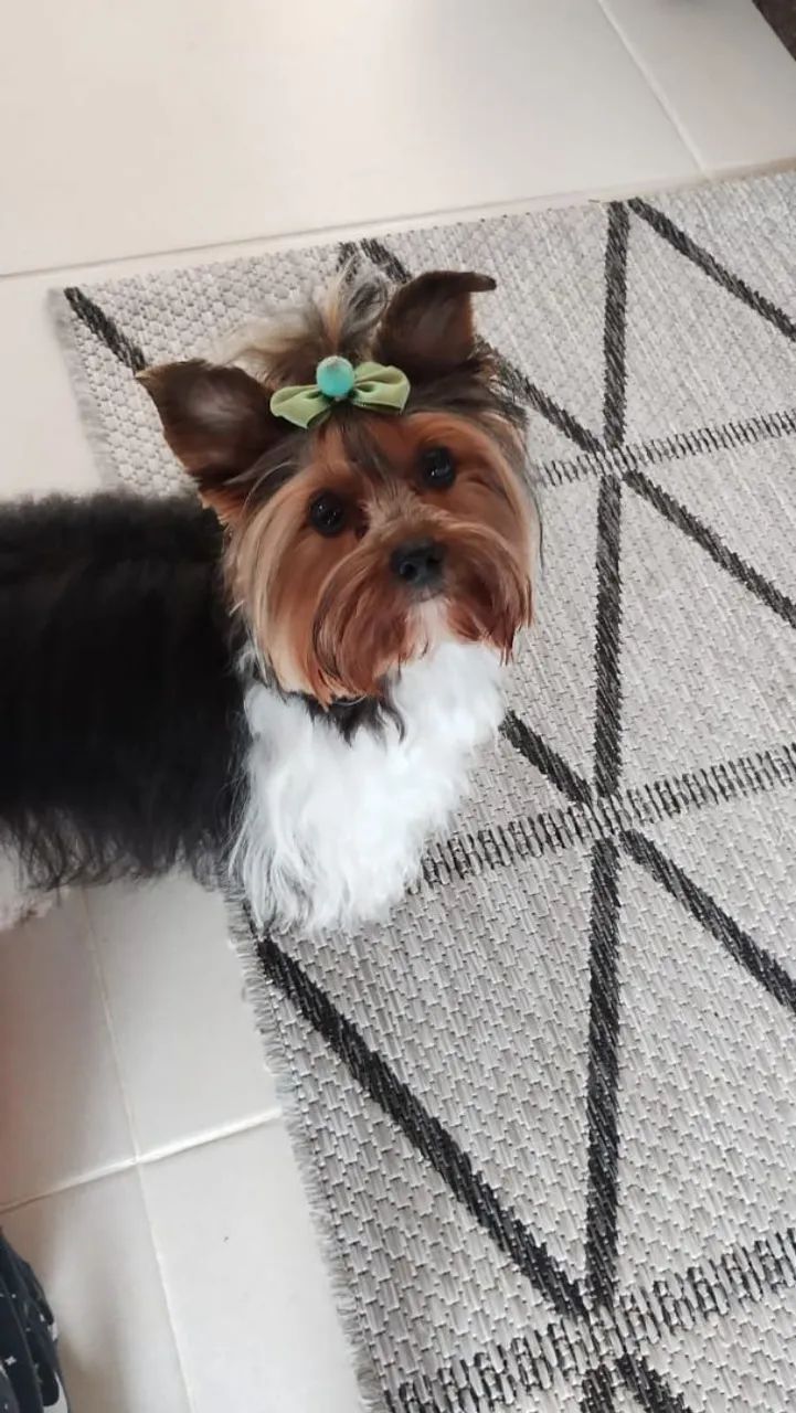 Yorkshire Terrier - Foto 5