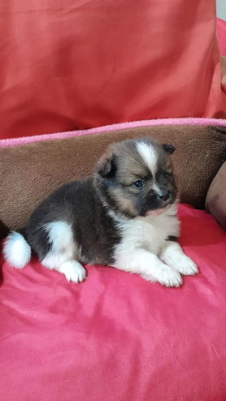 Spitz Alemão anão com 2 vacinas importada  - Foto 4