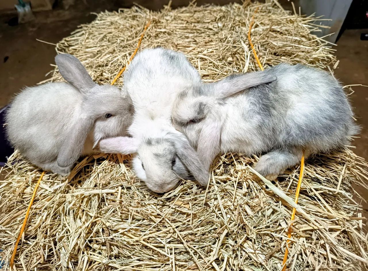Mini Coelho lop - Foto 3