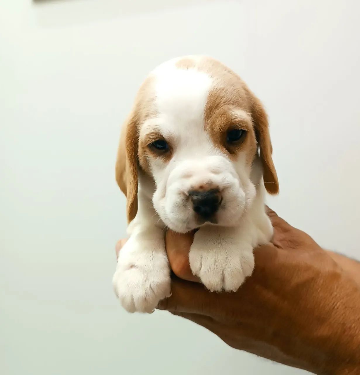 Filhotes de Beagle - Foto 5