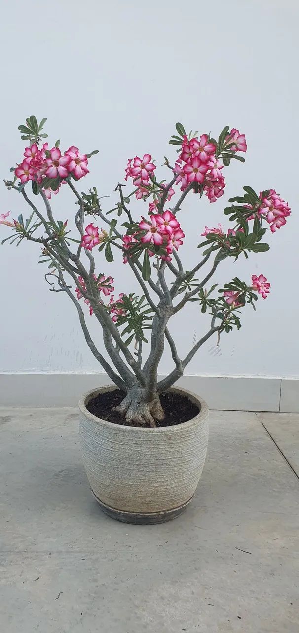 Rosa do deserto
