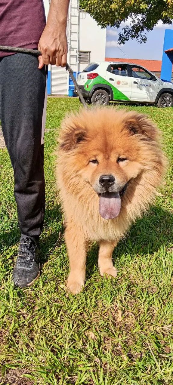 Chow-Chow puro e manso  - Foto 4