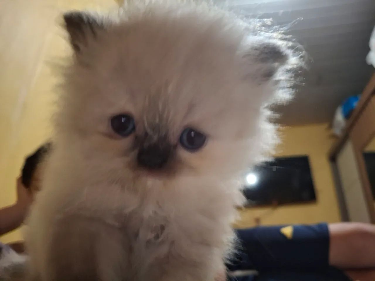 Gata Persa - Foto 5