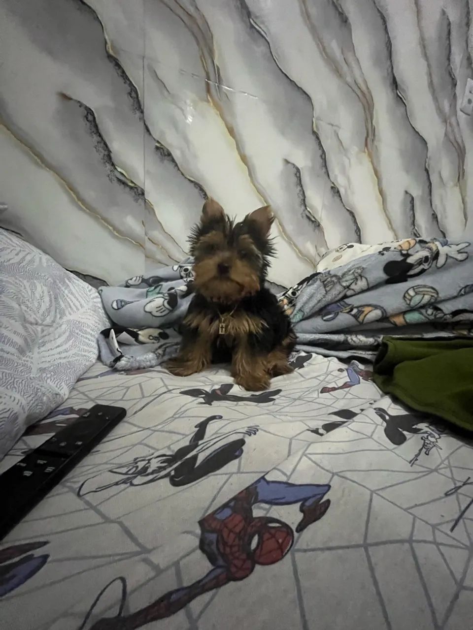 Yorkshire Terrier valor valor 1000,00