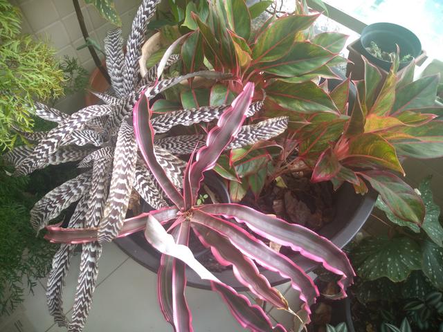 Plantas para varanda - Foto 2
