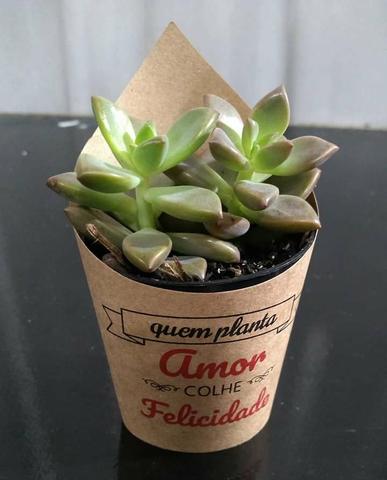 Suculentas