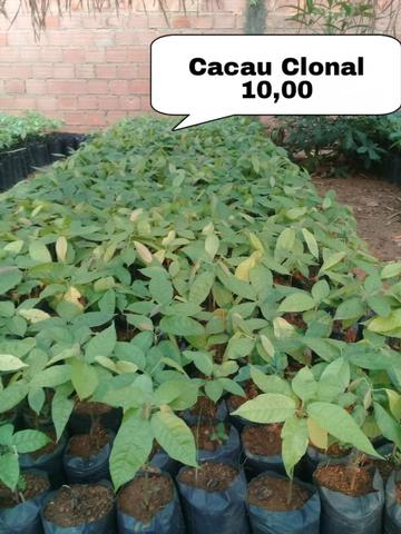 Mudas frutiferas variadas - Foto 6