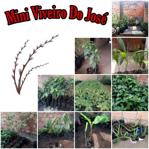 Mudas frutiferas variadas - Foto 4