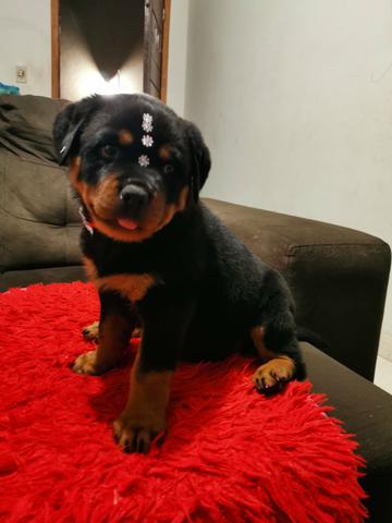Filhotes de Rottweiler Fêmea - Foto 2