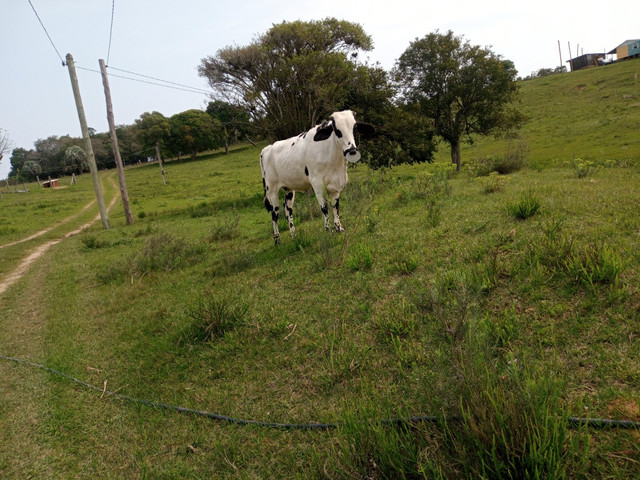 Vaca 2 cria cm uma linda novilha barbada - Foto 3