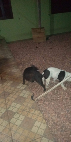 Bulldog francês - Foto 3