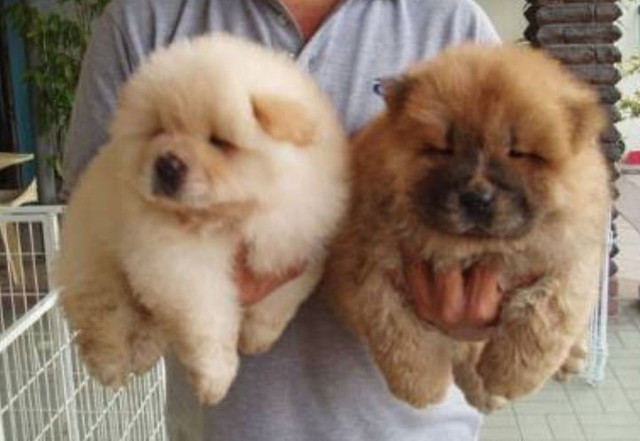 Casal chow chow