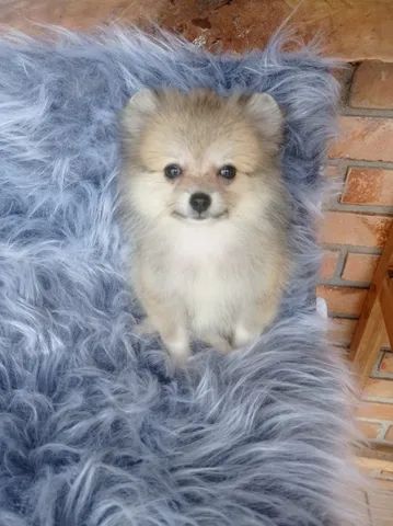 Spitz femea - Foto 2