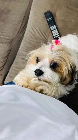 Filhote Lhasa apso mini  - Foto 4