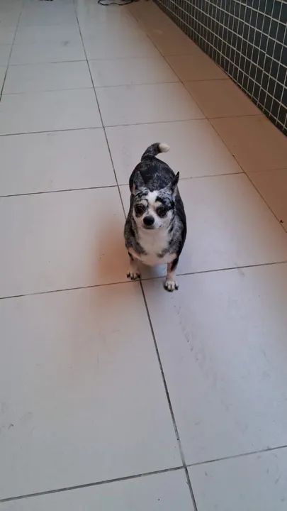 Chihuahua fêmea - Foto 4