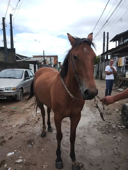 Vendo cavalo 