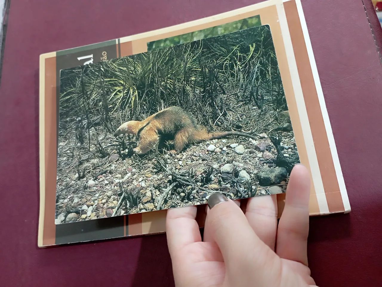 Livro Levantamento da Cultura Imaterial São Raimundo Nonato-PI e Macro-região - Foto 5