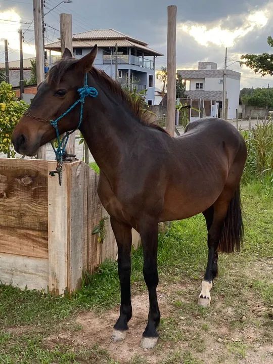 Vendo ou troco por mangalarga marchador  - Foto 3