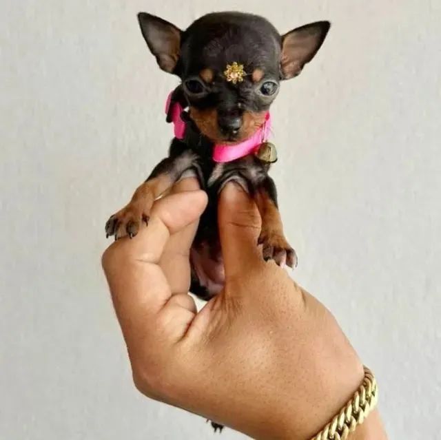 English toy terrier store olx