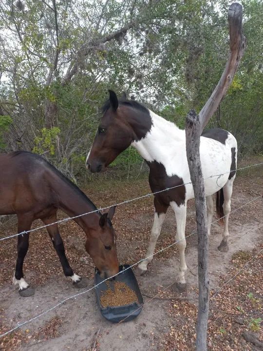 Potros com registro provisório  - Foto 3