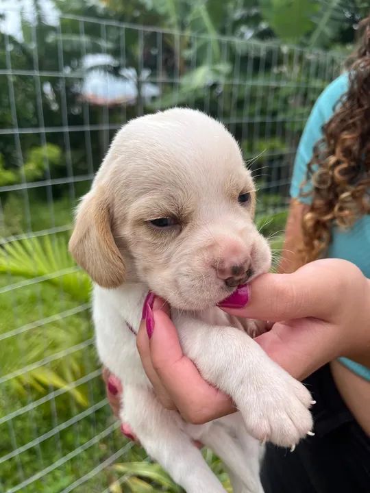 Vende se filhote de beagle  - Foto 2