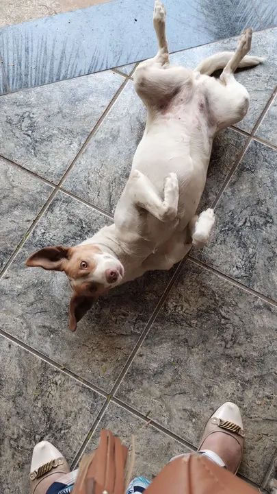 Cachorro fêmea SRD para adoção - Foto 4