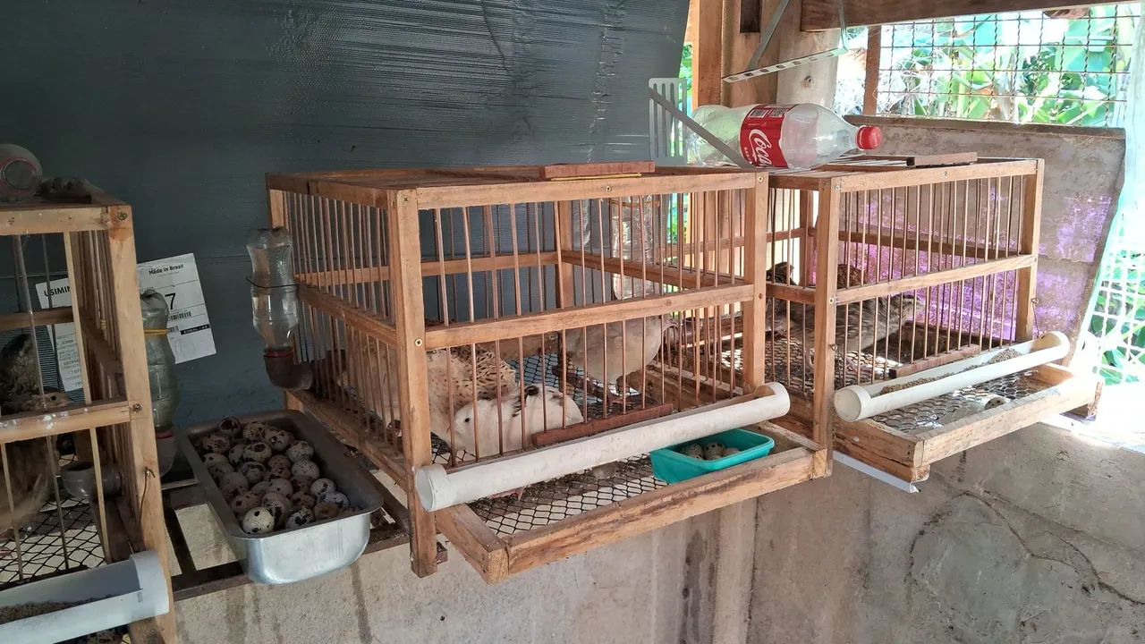 Incubadora de ovos Eclo para 96 ovos - Foto 6