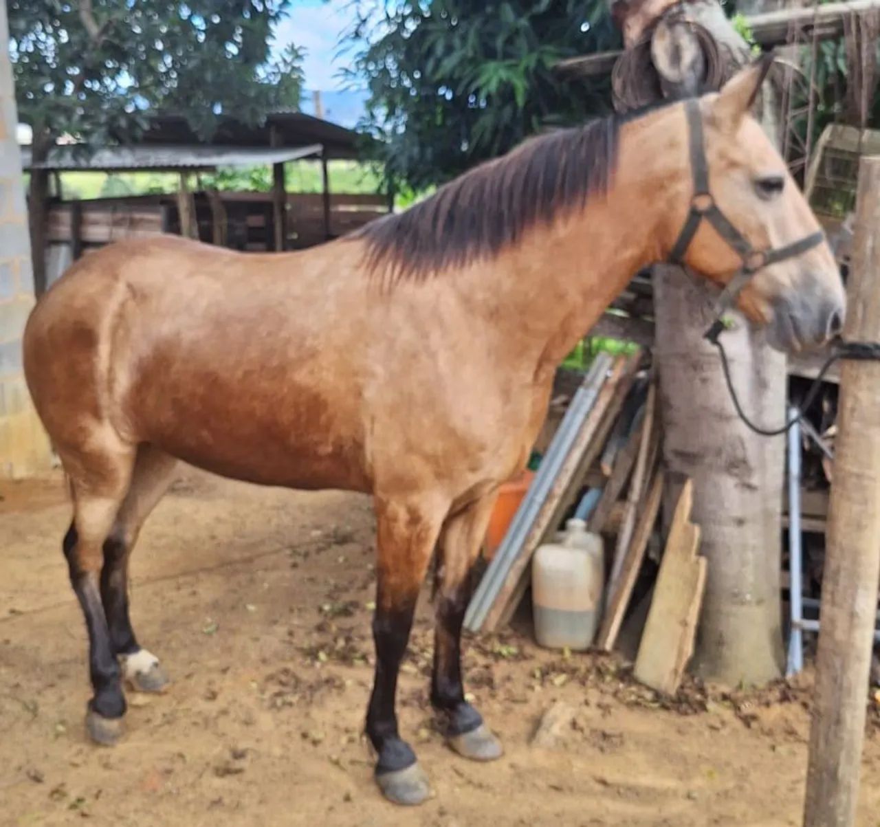 Egua baia prá vender  - Foto 3