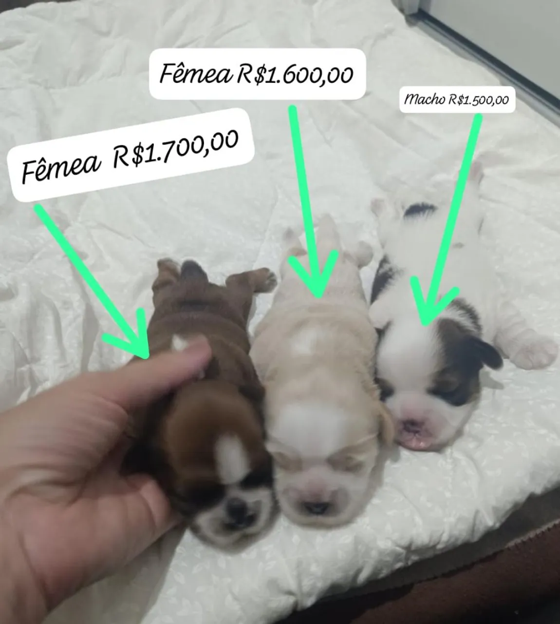 Filhotes Shih Tzu disponíveis