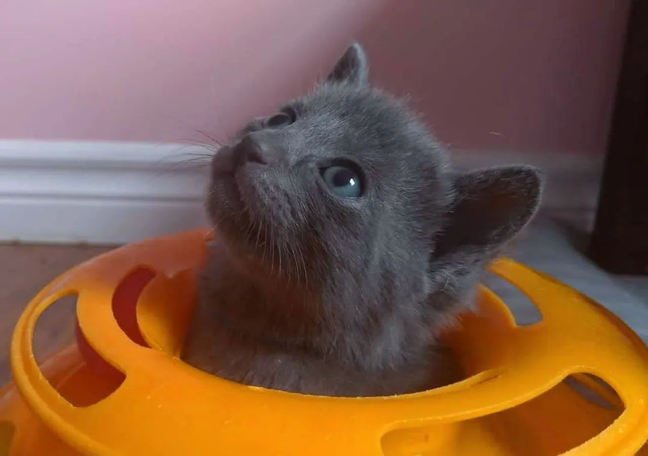 Filhotes Russian Blue disponíveis 2 meses - Foto 3