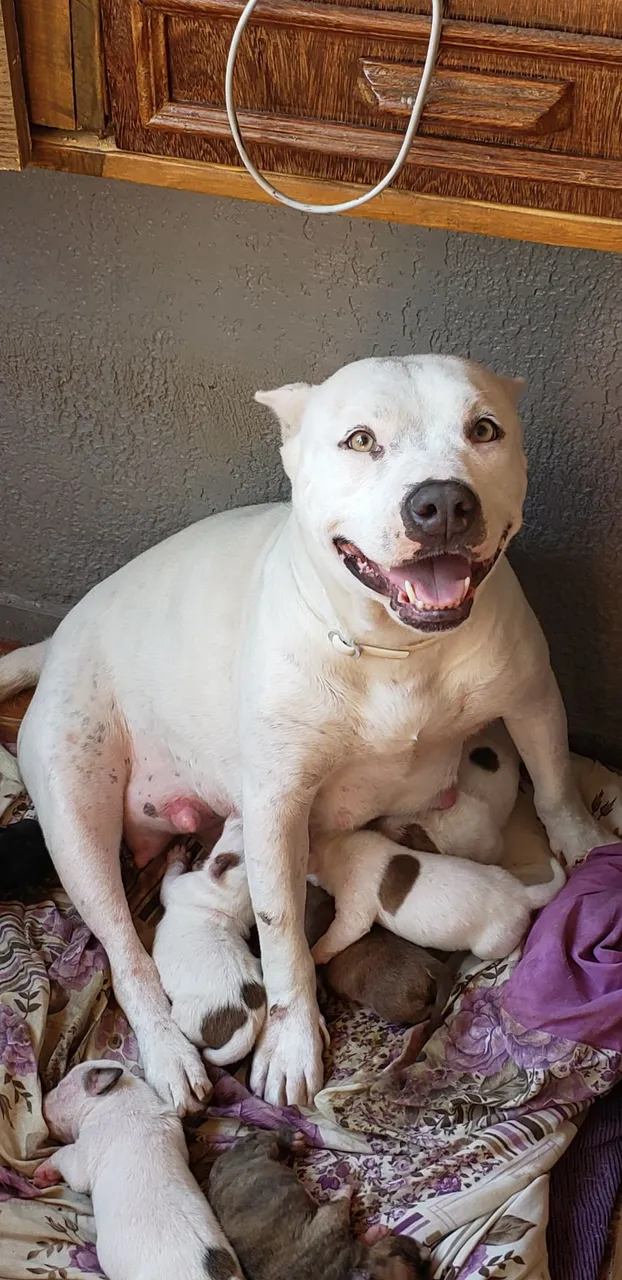 Filhotes de Pitbull disponíveis para adoção